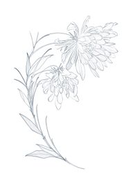 This piece is design to be tattooed in a rather large scale but I’m flexible to tattoo it smaller. The price can be discuss upon request. 