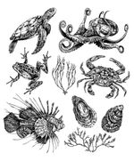 Marine Life Flash Sheet
