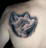 Young fox on the shoulder blade