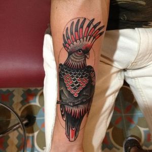 #cockatiel #bird #forearm #traditional
