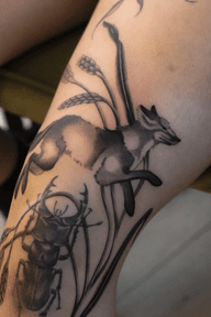 Fox and Beetle