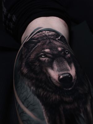 Wolf portrait close up.
