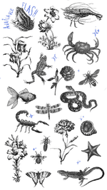 Nature Engraving Flash Sheet