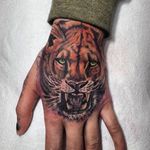 Fierce feline by Haley Adams #feline #tiger #lion #bigcat #realism #castrotattoo #thecastro #bayarea #sanfrancisco