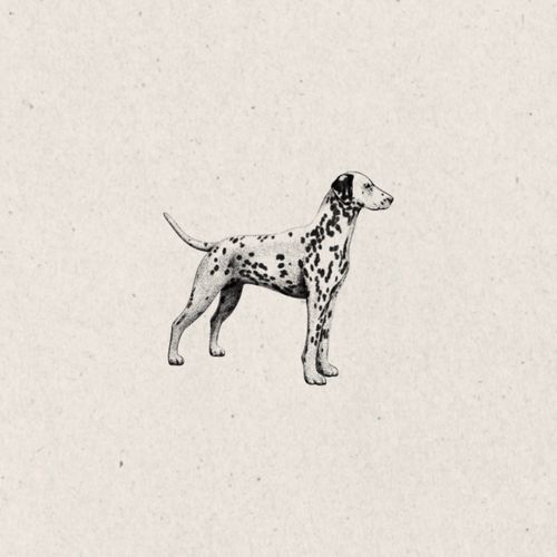 Dalmatian 