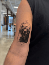 Bear animal wild animal