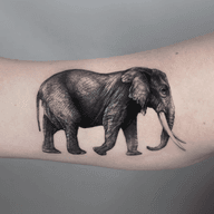 Elephant