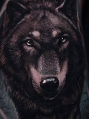 Wolf portrait close up.