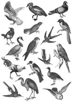 Collection of Bird Illustrations