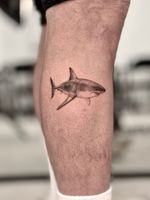 Small Shark Realism Tattoo