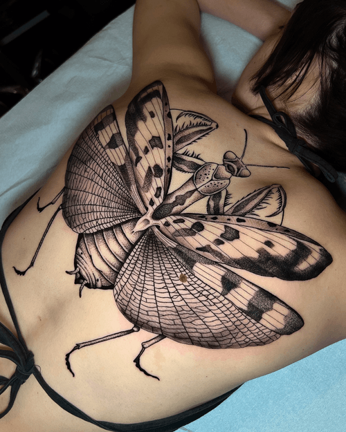 Praying Mantis