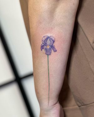 Full colour Iris, the beginning of a floral wrap! 