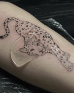 Crouching Leopard