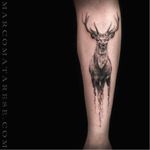 Delicate stag tattoo design #stag #MarcoMatarese #engravin #bw