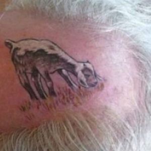 Again, more hilarity based on the fact that you're going bald. Genius. #hairytattoos #bodyhairtattoos #goat