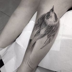 Tattoo por Alexandre Aske! #AlexandreAske #Ttatuadoresbrasileiros #tatuadoresdobrasil #tattoobr #tattoodobr #sketchtattoos #sketch #bird #pássaro