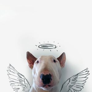 Jimmy the Bull Terrier by Rafael Mantesso #bullterrier #dog #inspiration #rafaelmantesso