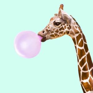 Giraffe blowing a bubble via Pintrest #Giraffe #bubble #bubblegum #animal