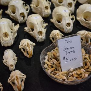 Animal skulls and real human teeth at the Obscura Antiques booth at the Philadelphia Tattoo Arts Convention. (photo by Katie Vidan) #obscuraantiques #oddities #philadelphiatattooconvention