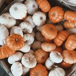 Pumpkins by Courtney Halverson (via IG-prettylittlefawn) #fall #autumn #pumpkin
