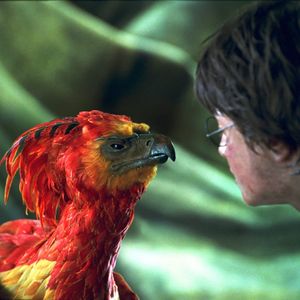 Fawkes and Harry Potter #phoenix #fawkes #harrypotter #fantasy