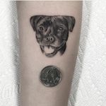 Miniature pit bull tattoo by Gerald Feliciano. #miniature #realism #blackandgrey #dog #pitbull #GeraldFeliciano