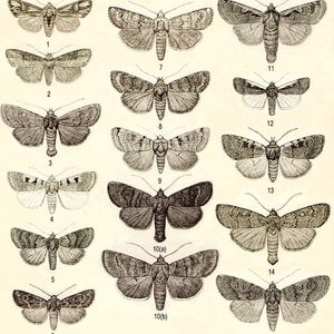 Vários tipos de mariposa #mariposa #moth #inseto #bug #deathmoth