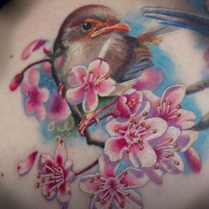 A Fairy Wren perched on a cherry blossom branch. By Frederick Bain #FrederickBain #realism #colorrealism #bird #cherryblosom #wren #FairyWren