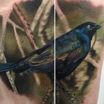 Astoundingly intricate coloration on this blackbird from Vic Vivid's (IG—vicvivid) portfolio. #blackbird #color #realism #songbirds #VicVivid