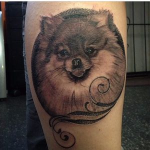 Such a sweet black and grey pomeranian portrait. Tattoo by Dustin Swinks. #dog #pomeranian #blackandgrey #realism #DustinSwinks