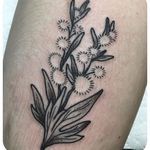 Dandelion by Leslie Karin (via IG-catxbone) #illustrative #blackink #mutedcolor #flora #fauna #magic #LeslieKarin