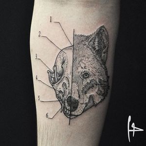 Take a look at a wolf inside and out. Anatomical wolf tattoo by Harry Plane. #anatomical #skull #animalskull #wolfskull #wolf #linework #blackwork #HarryPlane
