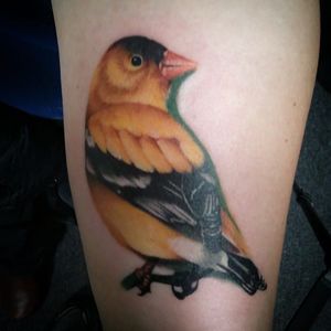 Goldfinch by Mump. This dude actually gave me my first tattoo when I was 18. (via IG -- mump.ruckus.tattoo) #mump #bird #birdtattoo #goldfinch #goldfinchtattoo
