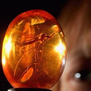Jurassic Park Amber #amber #ambertattoo #mosquito #mosquitotattoo #fossil #jurassicpark #jurassicparktattoo