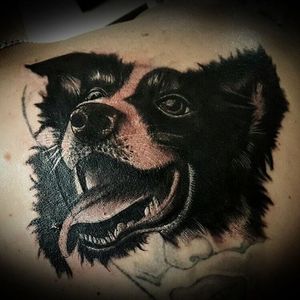 Black and grey portrait tattoo by Shannon Rose. #realism #collie #dog #blackandgrey #blackandgreyrealism #ShannonRose #bordercollie