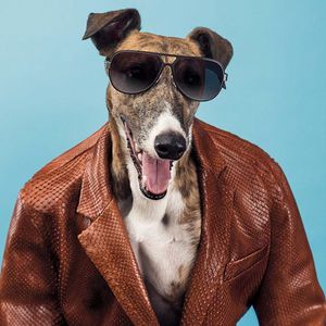 Greyhounds as models in a new campaign for the Italian heritage label Trussardi via dailymail.co.uk #greyhound #GreyhoundTattoo #tattooinspiration #inspiration