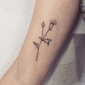 Who knew a thistle could look so pretty?! Tattoo by Jen Von Klitzing #linework #blackwork #JenVonKlitzing #wildflower #wild #thistle #flower #flash #botanicaltattoo
