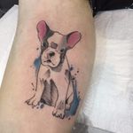 Caozíneo por Wina Brasil! #WinaBrasil #TatuadorasBrasileiras #TatuadorasDoBrasil #TattooBr #FozdoIguaçu #bulldog #frenchbulldog #bulldogfrances #dog #cachorro #cão #watercolor #aquarela