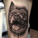 Sweet, smiling face of a pit bull. Tattoo by Mrkpa Tattoo. #realism #petportrait #blackandgrey #dog #pitbull #MrkpaTattoo