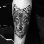 Lobo por KD Art! #KDART #Tatuadoresbrasileiros #tattoobr #SãoCetano #wolf #lobo #blackandgrey #pretoecinza