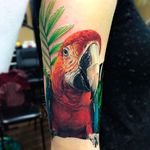 Cool parrot tattoo by Jake Ross. #parrot #tattoo #colored #jakeross