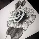 Rose drawing by Hannah Louise Trunwitt #HannahLouiseTrunwitt #apprentice #rose #tattooapprentice