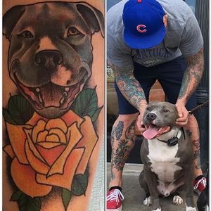 Pit bull and yellow rose tattoo by Nate Corder. #traditional #petportrait #rose #yellowrose #dog #pitbull #NateCorder