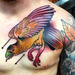 Bird Tattoo by Chris Veness #bird #birdtattoo #neotraditional #neotraditionaltattoo #neotraditionaltattoos #neotraditionalanimal #animaltattoos #ChrisVeness