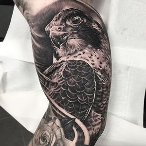 Falcon Tattoo by Andy Blanco #falcon #falcontattoo #blackandgrey #blackandgreytattoo #blackandgreytattoos #realism #realismtattoo #AndyBlanco