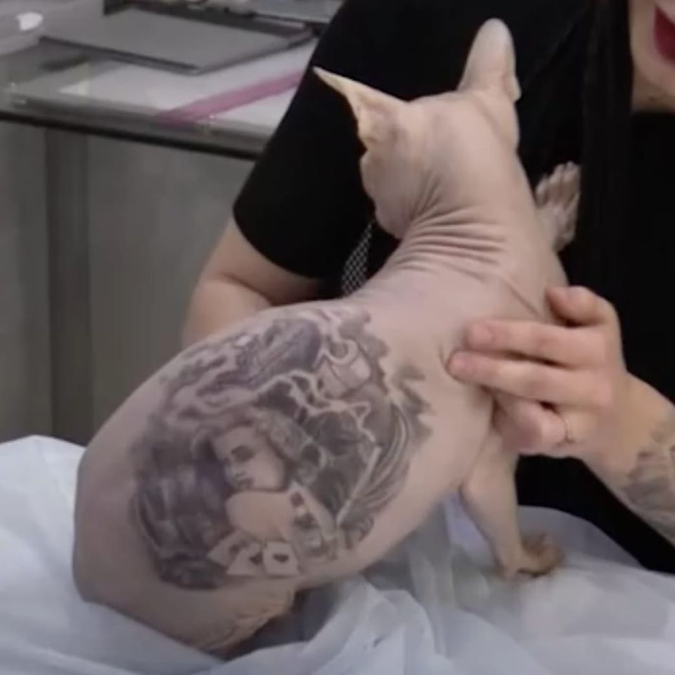 Сиамская сфинкс с татуировками