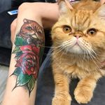 Gato ao lado da tattoo em sua homenagem feita pelo Lucas Ferreira! #LucasFerreira #tatuadoresbrasileiros #cattattoo #cat #gato #gatotattoo #neotrad #neotraditional