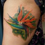 Painterly realism bird of paradise tattoo by Kelsey Overbey. #birdofparadise #craneflower #flower #realism #colorrealism #painterly #KelseyOverbey