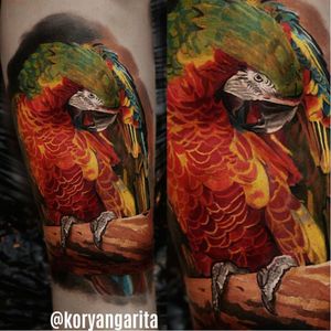 #papagaio #carrot #KoryAngarita #realismo #natureza #talentogringo #brasil #portugues