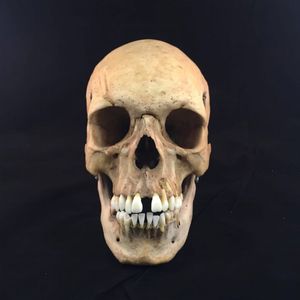 Human Skull at The Strange and Unusual (via IG-thestrangeandunusual) #curious #oddities #antiques #taxidermy #ryanashleymalarkey